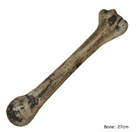 Knochen gross 27cm 