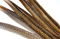 Veer goudfazant 40-45cm 