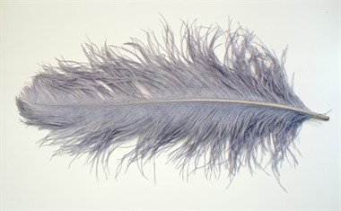 Feder Spadona Grau (L=60 cm)
