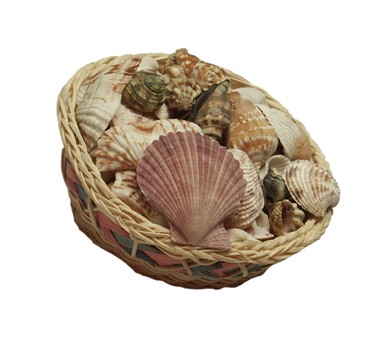 Schelpen-set groot (Ø=14 cm, H=7 cm)