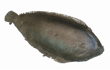 Plaice, flounder (26x12 cm)