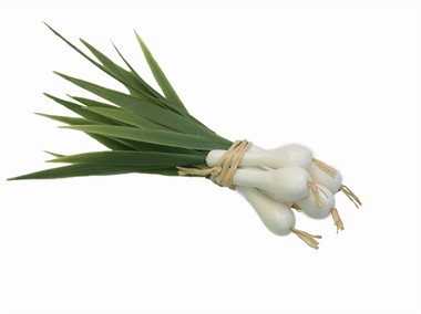 Zwiebelstrauss