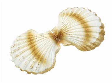 Schelp dubbel (22x11 cm)