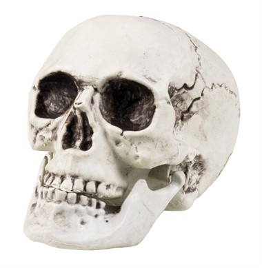 Totenkopf Maxilla bewegliche Backe