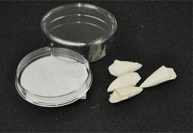 Fangs effect 4 pcs.