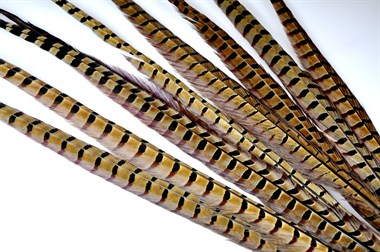 Veer wilde fazant 60-65 cm natuur