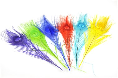 Pfauenfeder blau geschnitten 25-30cm