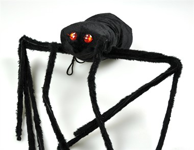 Spinne schwarz fell